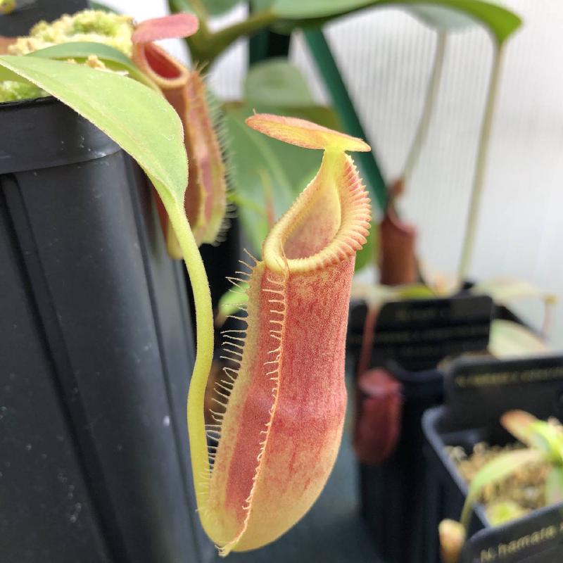 Nepenthes spathulata x edwardsiana