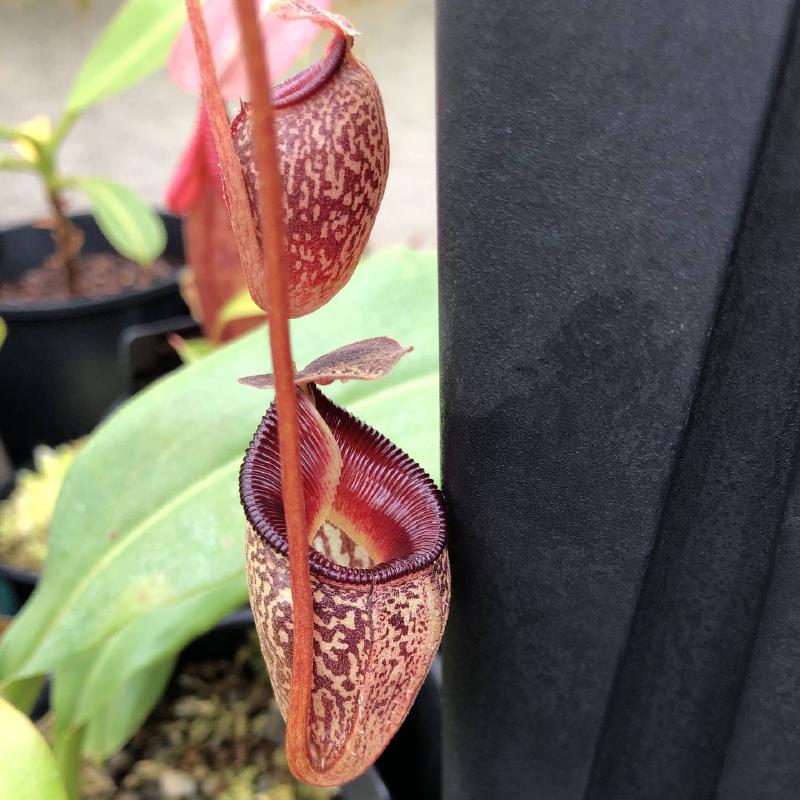 Nepenthes talangensis AW