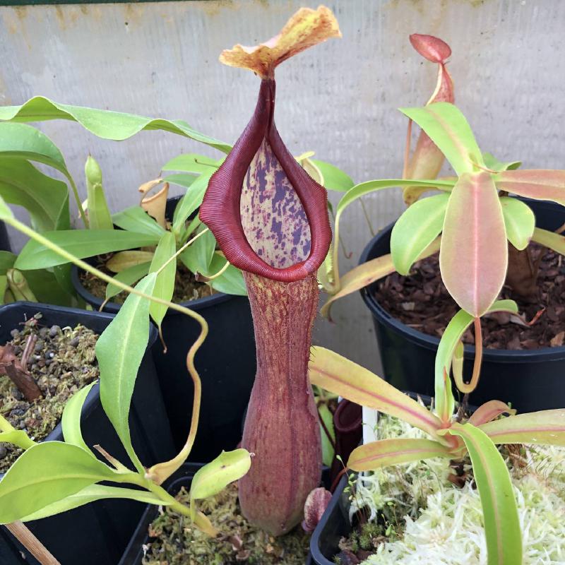 Nepenthes truncata x alata giant