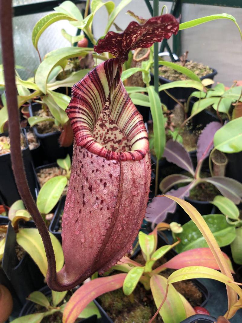 Nepenthes veitchii x burbidgeae EP