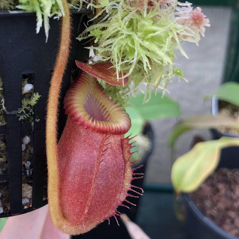 Nepenthes villosa BE
