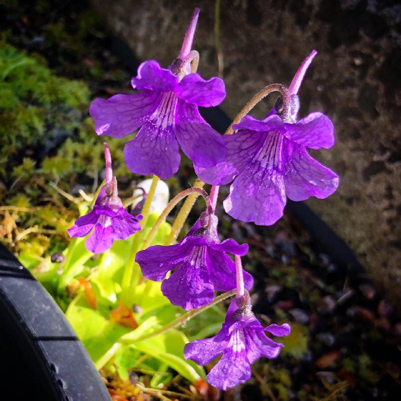 Pinguicula grandiflora