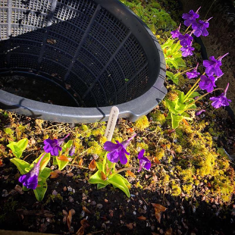 Pinguicula grandiflora