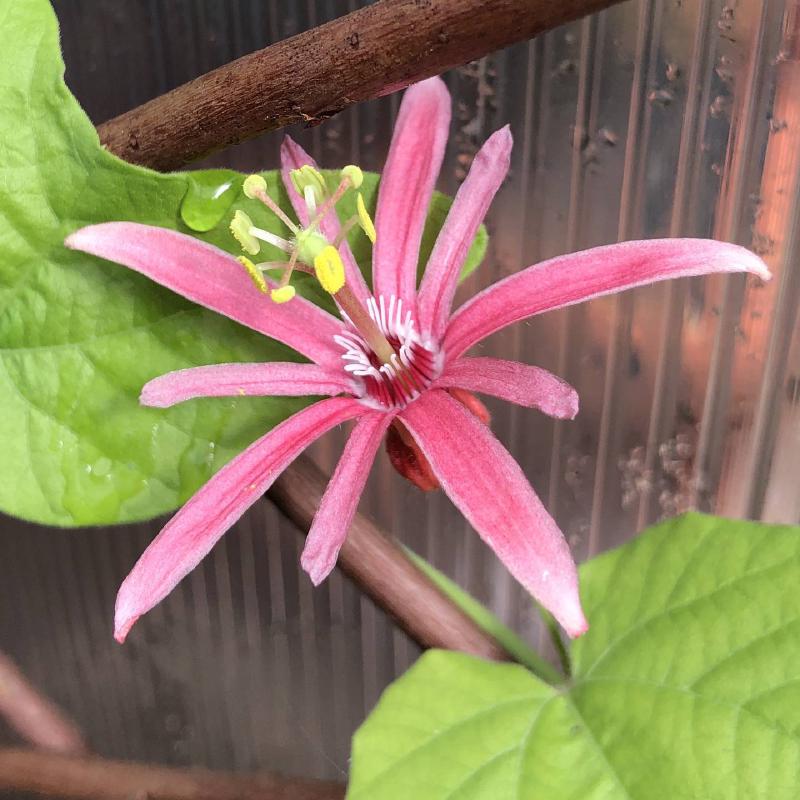 Passiflora sanguinolenta