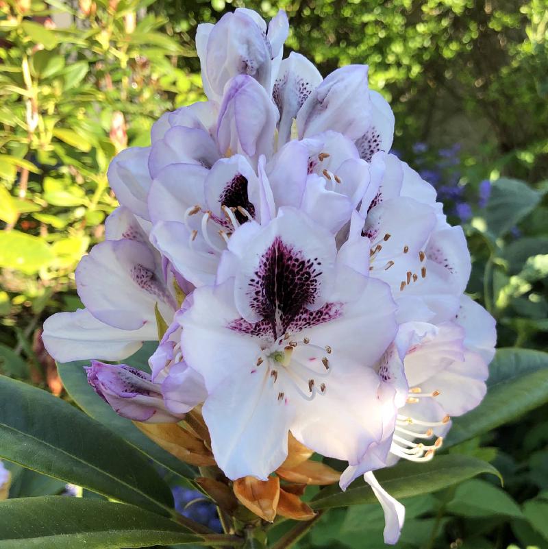 Rhododendron ’Sappho’