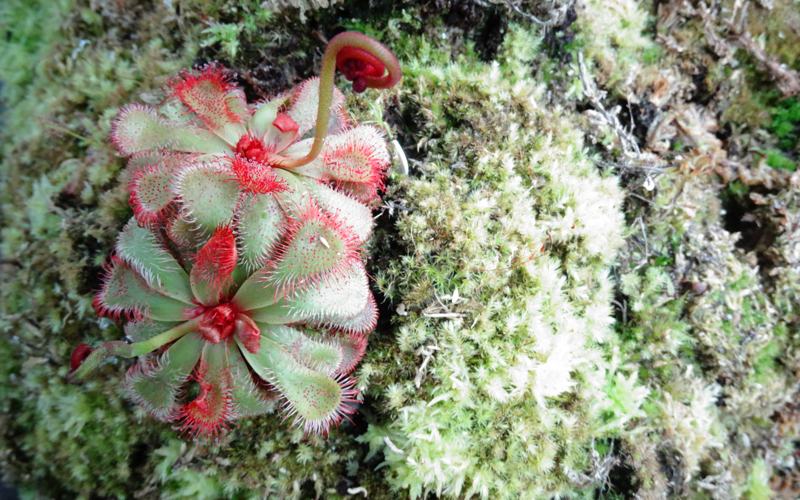 Birmingham Botanical Gardens first opened its doors on June 11, 1832, but exactly how long carnivorous plants have been exhibited there is not known.