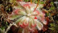 Carnivorous plant display at the Birmingham Botanical Gardens