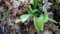 Carnivorous plant display at the Birmingham Botanical Gardens