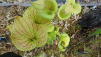 Carnivorous plant display at the Birmingham Botanical Gardens