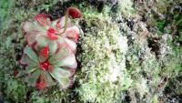 Carnivorous plant display at the Birmingham Botanical Gardens