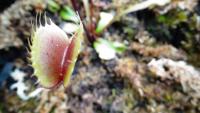 Carnivorous plant display at the Birmingham Botanical Gardens