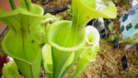 Carnivorous plant display at the Birmingham Botanical Gardens