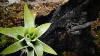 Carnivorous plant display at the Birmingham Botanical Gardens