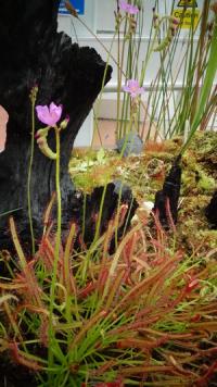 Carnivorous plant display at the Birmingham Botanical Gardens