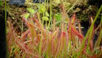 Carnivorous plant display at the Birmingham Botanical Gardens