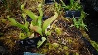 Carnivorous plant display at the Birmingham Botanical Gardens