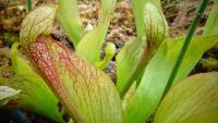 Carnivorous plant display at the Birmingham Botanical Gardens