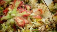 Carnivorous plant display at the Birmingham Botanical Gardens