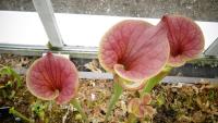 Carnivorous plant display at the Birmingham Botanical Gardens