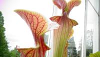 Carnivorous plant display at the Birmingham Botanical Gardens