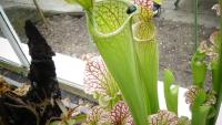 Carnivorous plant display at the Birmingham Botanical Gardens