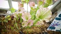 Carnivorous plant display at the Birmingham Botanical Gardens