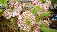 Carnivorous plant display at the Birmingham Botanical Gardens