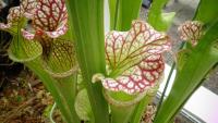 Carnivorous plant display at the Birmingham Botanical Gardens