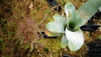 Carnivorous plant display at the Birmingham Botanical Gardens