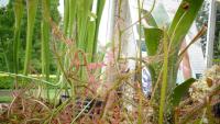 Carnivorous plant display at the Birmingham Botanical Gardens