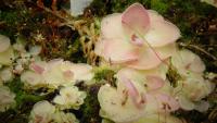 Carnivorous plant display at the Birmingham Botanical Gardens