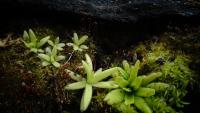 Carnivorous plant display at the Birmingham Botanical Gardens