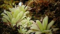 Carnivorous plant display at the Birmingham Botanical Gardens