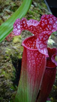 Carnivorous plant display at the Birmingham Botanical Gardens