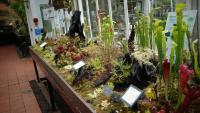 Carnivorous plant display at the Birmingham Botanical Gardens