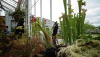 Carnivorous plant display at the Birmingham Botanical Gardens