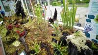 Carnivorous plant display at the Birmingham Botanical Gardens