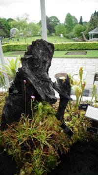 Carnivorous plant display at the Birmingham Botanical Gardens