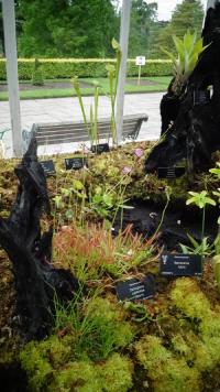 Carnivorous plant display at the Birmingham Botanical Gardens