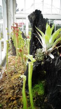 Carnivorous plant display at the Birmingham Botanical Gardens