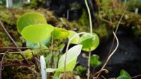 Carnivorous plant display at the Birmingham Botanical Gardens