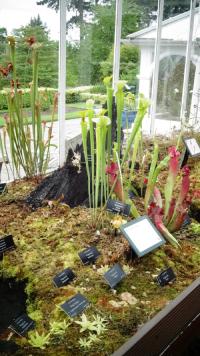 Carnivorous plant display at the Birmingham Botanical Gardens