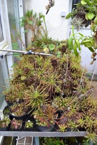 Chris grows many Drosera in here, including various forms of the cape sundew.