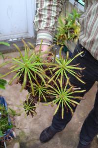 This particular plant resembled a palm tree, with years of dead leaves beneath each rosette forming a kind of stem.