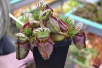 A particularly stunning clone of Cephalotus follicularis, the West Australian pitcher plant. These were probably the largest Cephalotus pitchers I've ever seen.