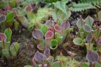 Young Heliamphora plants.