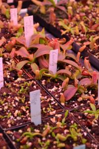 Close-up of some Nepenthes veitchii 'Candy' seedlings. I want one.