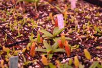 N. dubia seedlings. Chris said that all were sown at the same time, even the notably larger plants.