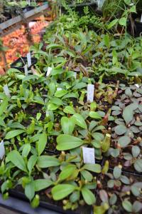 Chris had warned us before we entered the greenhouse that it was 'very full'. That description doesn't quite do it justice - every surface has something growing on it, not to mention the hanging baskets.