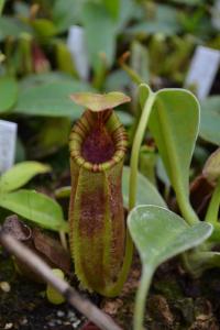 A nice colourful peristome on this young plant - I didn't manage to get a shot of the label.